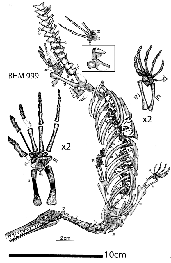 Stereosternum or Mesosaurus BHM999