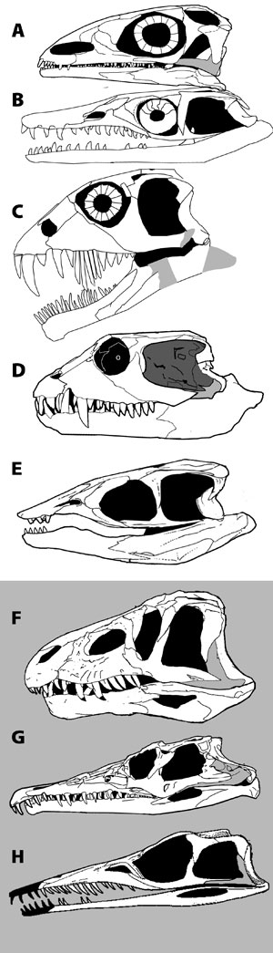 Vancleavea skull compared to sister taxa
