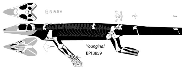 Youngina BPI 3859