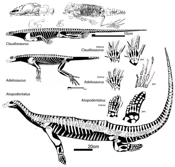 Adelosaurus compared to Claudiosaurus and Atopodentatus