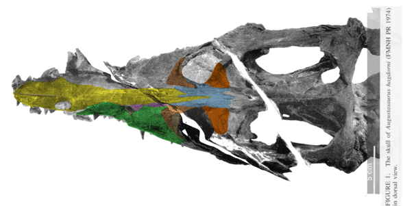 Augustasaurus dorsal view