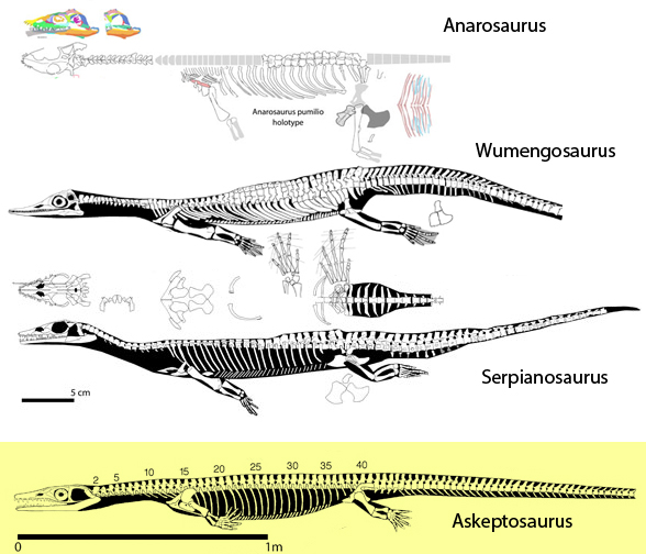 Basal thalattosaurs and Serpianosaurus