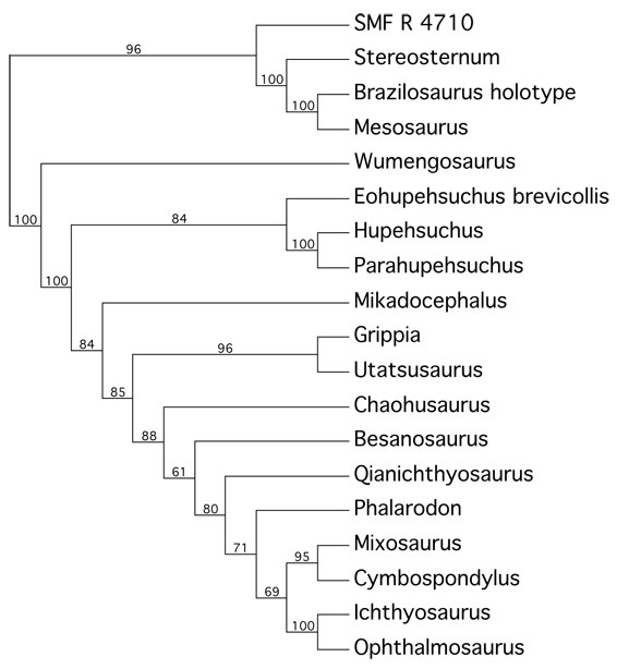 ichthyosaur family tree