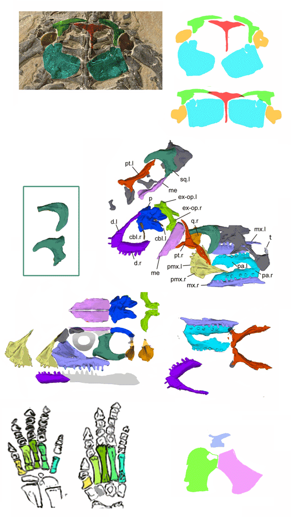 Eusaurosphargis juvenile skull and other elements