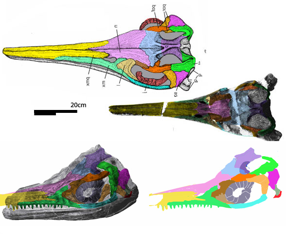 Guizhouichthyosaurus skull