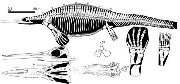 Hupehsuchus
