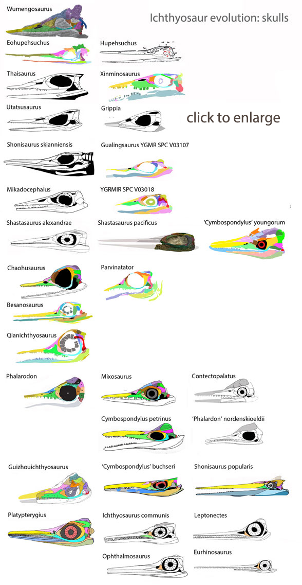 Ichthyosauria skulls