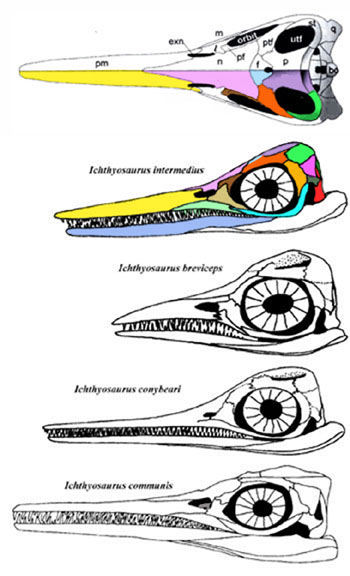 Ichthyosaur skulls