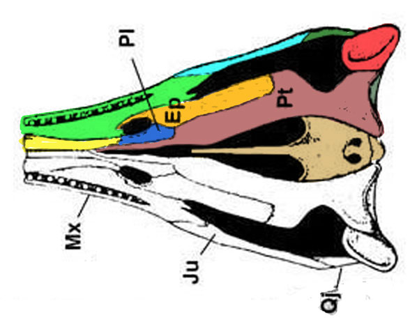 Ichthyosaurus palate