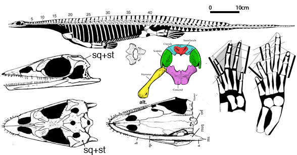 Pachypleurosaurus