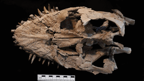 Plesiosaurus skull dorsal
