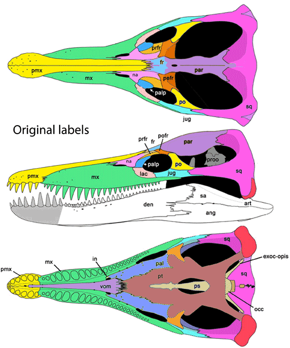 Pliosaurus kevani