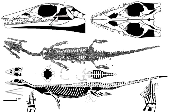 Serpianosaurus