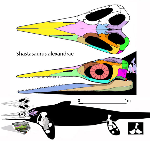 Shastasaurus alexandrae