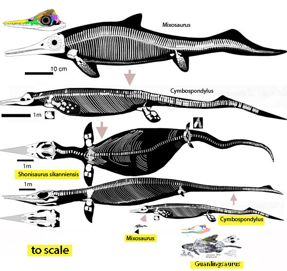 shonisaurus sikanniensis compared to Cymbospondylus and Mixosaurus