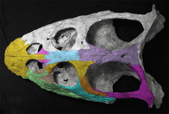 Simosaurus skull