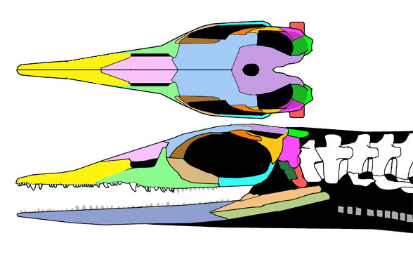 Thaisaurus skull