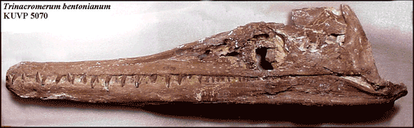Trinacromerum skull