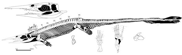 Xinpusaurus