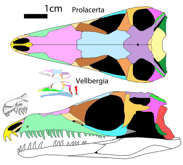 Prolacerta Vellbergia to scale