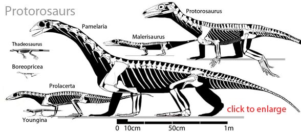 Protorosaurs