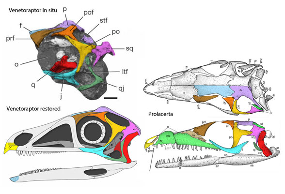 Venetoraptor skull