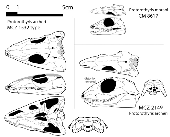 Protorothyris skulls