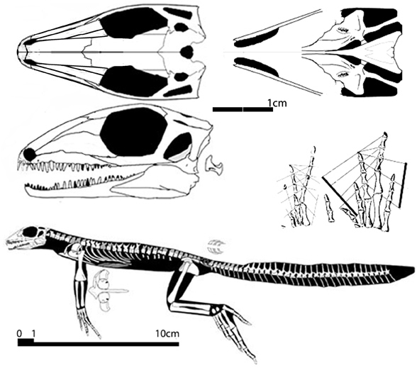 http://www.reptileevolution.com/images/archosauromorpha/spinoaequalis588.jpg