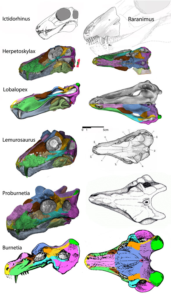 Burnetidae, including Ictidorhinus, Herpetoskylax, Lemurosaurus, Proburnetia and Burnetia