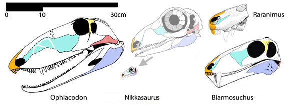 Nikkasaurus and kin