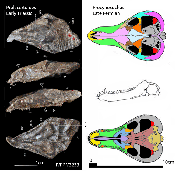 Prolacertoides and Procynosuchus