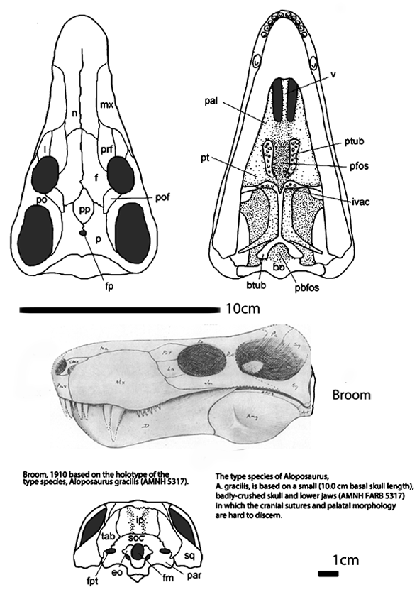 Aloposaurus