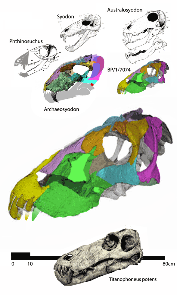 Anteosaurus juvenile BP/1/7074 compared
