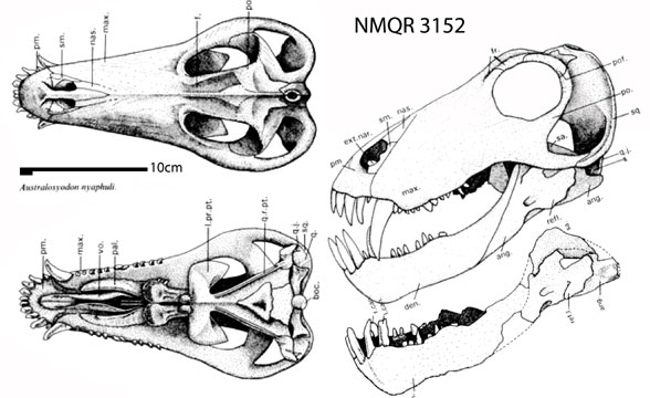 Australosyodon