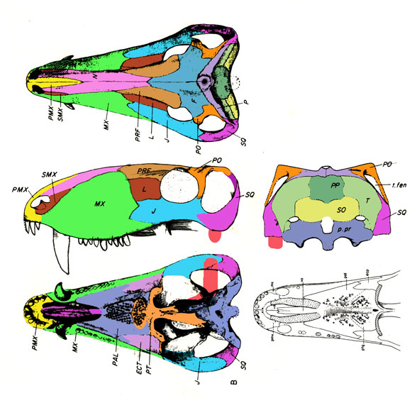 Eotitanosuchus_skull_drawings