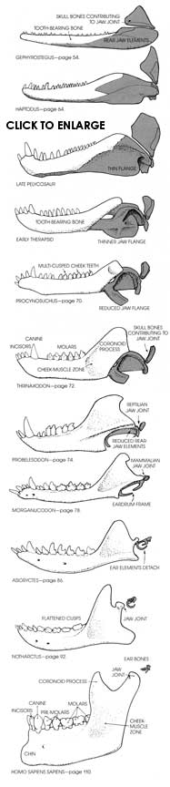 Evolution of the mammalian jaw and ear