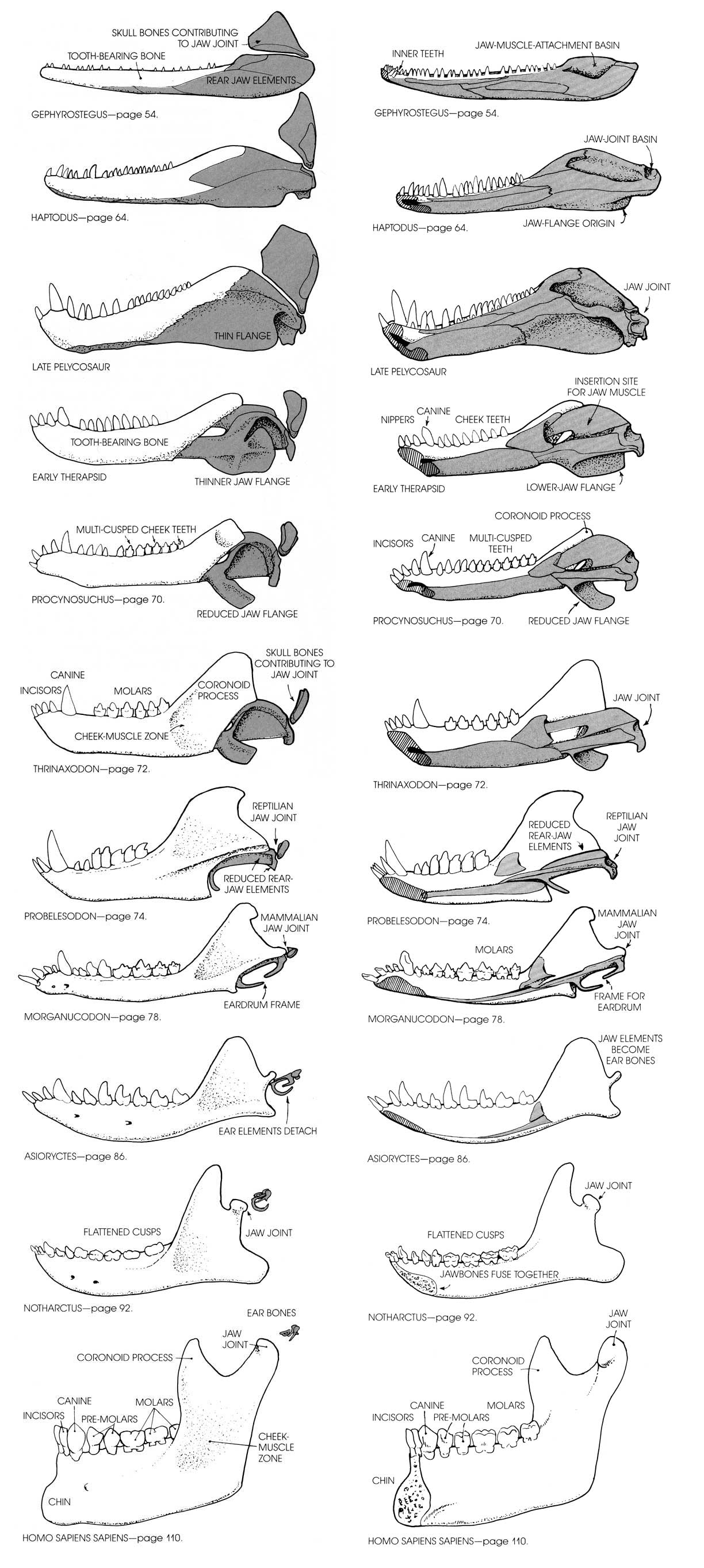 The Evolution Of Cuddlymils
