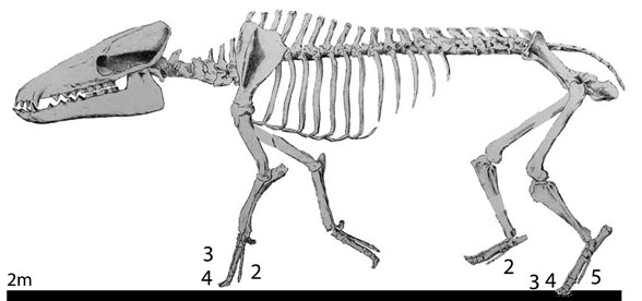 Anthracotherium skeleton