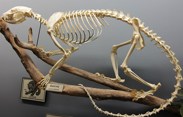 Binturong Arctitis skeleton