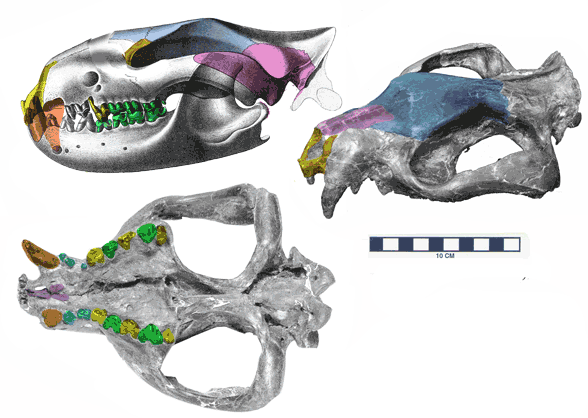 Borhyaenea skull