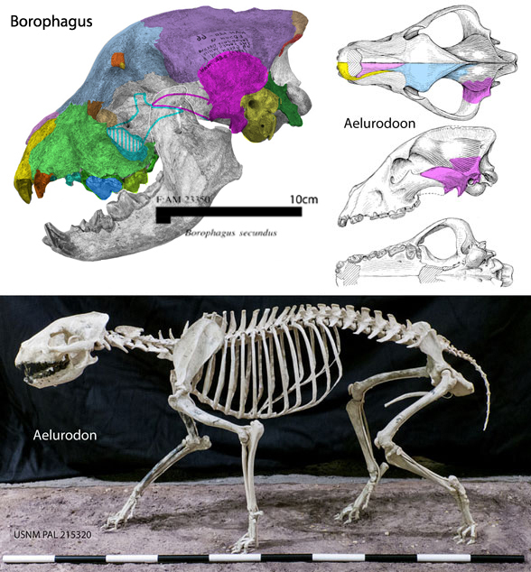 Borophagus and Aelurodon