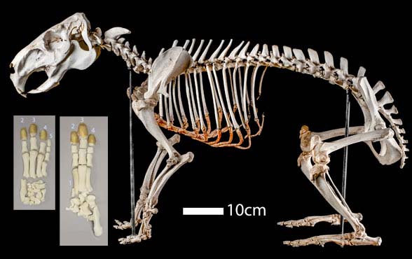 Hydrochoerus capybara skeleton