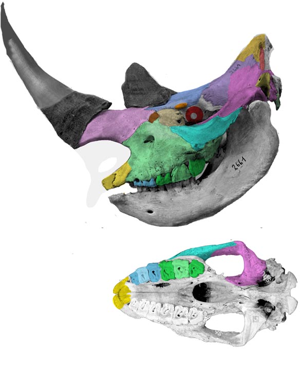 Ceratotherium skull
