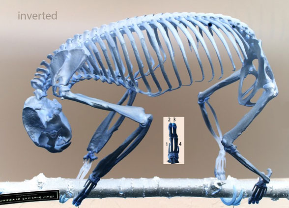 Choloepus skeleton