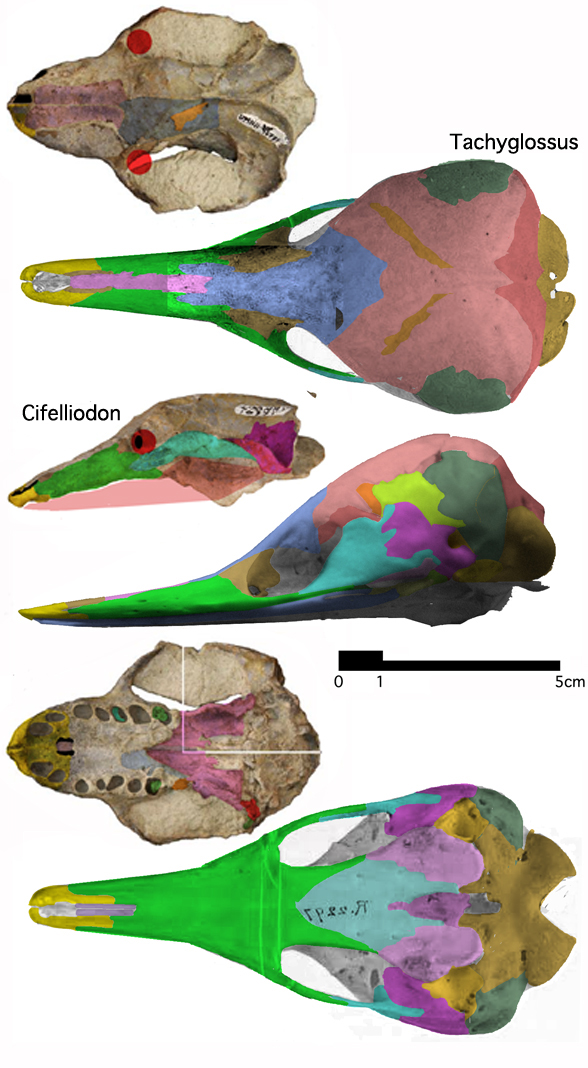 Cifelliodon and Tachyglossus skulls