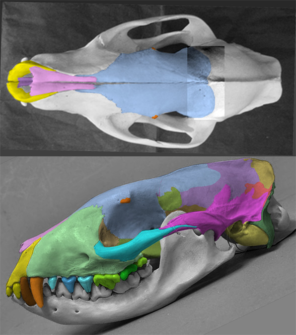 Civettictis skull