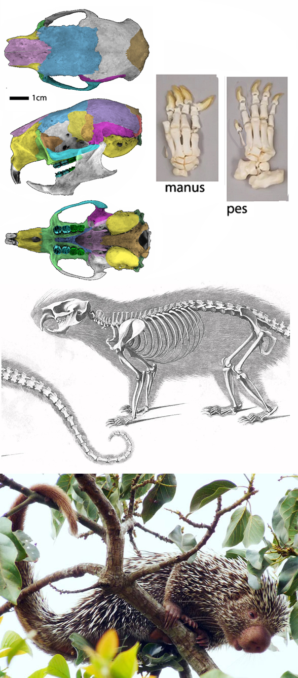 Coendou skeleton, skull and in vivo