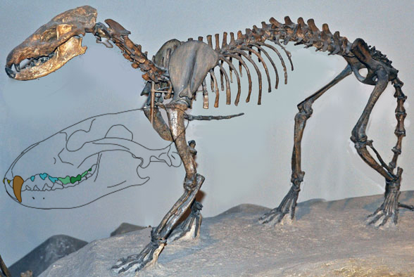 Daphoenus skeleton