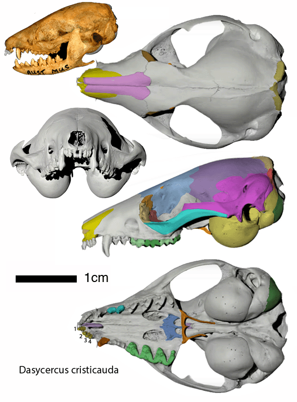 Dasycercus skull