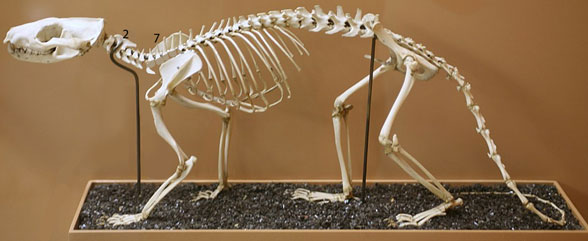 Dasyurus skeleton
